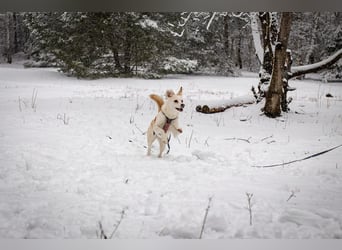 Snowy - genießt die Nähe ihrer Menschen