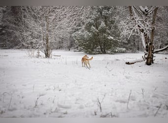 Snowy - genießt die Nähe ihrer Menschen
