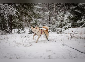 Snowy - genießt die Nähe ihrer Menschen