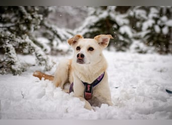 Snowy - genießt die Nähe ihrer Menschen