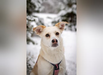 Snowy - genießt die Nähe ihrer Menschen