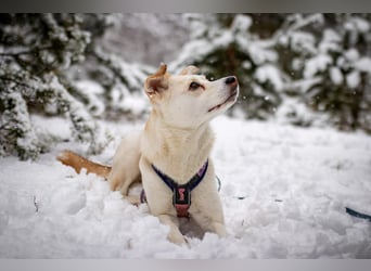 Snowy - genießt die Nähe ihrer Menschen