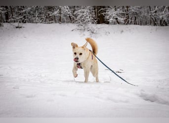 Snowy - genießt die Nähe ihrer Menschen
