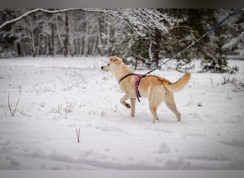 Snowy - genießt die Nähe ihrer Menschen