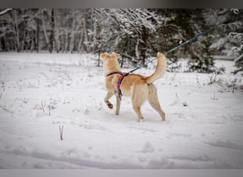 Snowy - genießt die Nähe ihrer Menschen