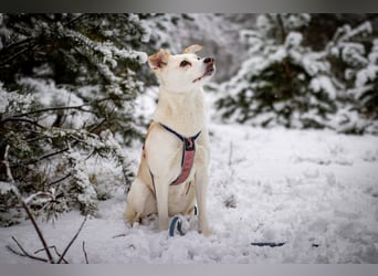 Snowy - genießt die Nähe ihrer Menschen