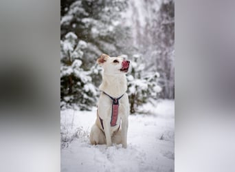 Snowy - genießt die Nähe ihrer Menschen