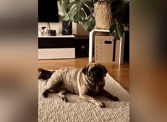 Bruno sucht ein neues Zuhause