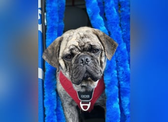 Bruno sucht ein neues Zuhause