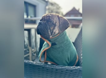 Bruno sucht ein neues Zuhause