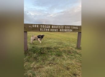 Bruno sucht ein neues Zuhause