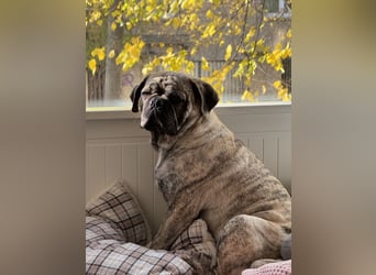 Bruno sucht ein neues Zuhause