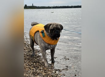 Bruno sucht ein neues Zuhause