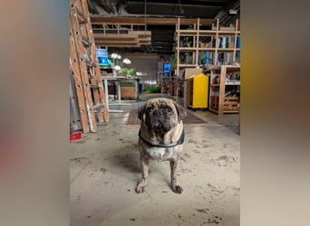 Bruno sucht ein neues Zuhause