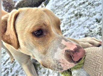 Ludwig - liebevoll&katzenverträglich