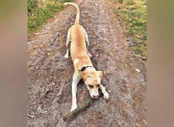 Ludwig - liebevoll&katzenverträglich