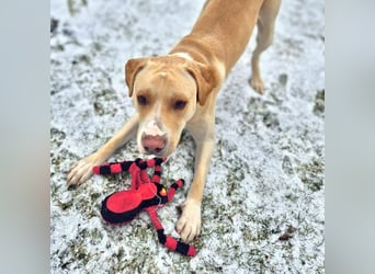 Ludwig - liebevoll&katzenverträglich