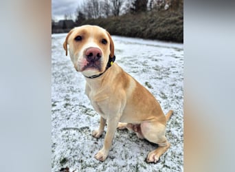 Ludwig - liebevoll&katzenverträglich