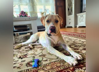 Ludwig - liebevoll&katzenverträglich