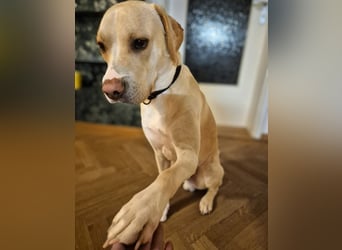 Ludwig - liebevoll&katzenverträglich