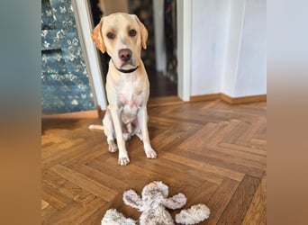 Ludwig - liebevoll&katzenverträglich