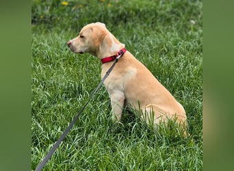 Ludwig - liebevoll&katzenverträglich