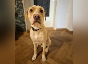 Ludwig - liebevoll&katzenverträglich