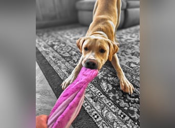 Ludwig - liebevoll&katzenverträglich