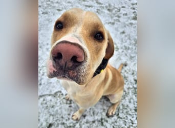 Ludwig - liebevoll&katzenverträglich