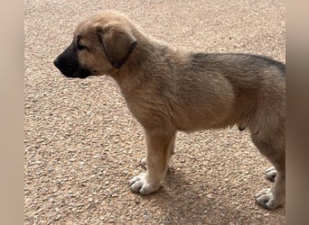 Balto