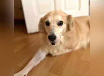 Wurstl - ist sehr zutraulich