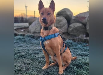 Raya - hat Potential zur Hundesportlerin