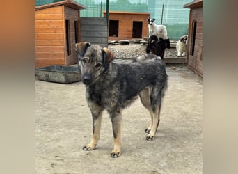 Nandi - ruhige&entspanne Hündin