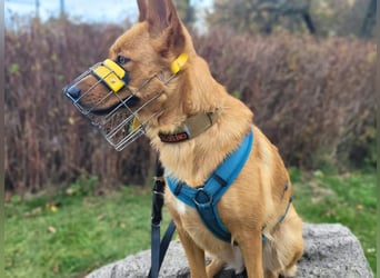 Raya - hat Potential zur Hundesportlerin