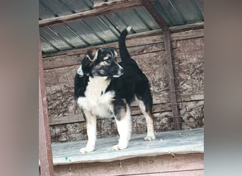 Esme - aus Sascut