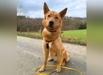 Raya - hat Potential zur Hundesportlerin