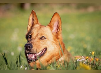 Raya - hat Potential zur Hundesportlerin