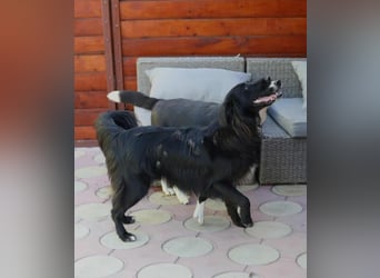 Batman - ist ein lebensfroher Hund