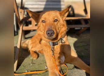 Raya - hat Potential zur Hundesportlerin