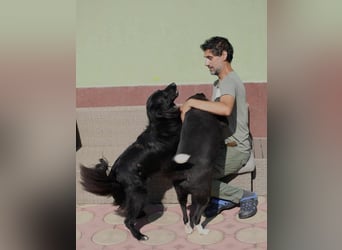 Batman - ist ein lebensfroher Hund