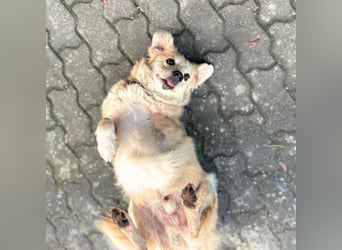 Wurstl - ist sehr zutraulich