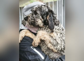 Finn - ist verspielt&voller Energie