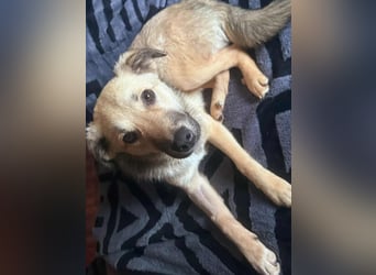 Yuki - ein sanfter Teddybär