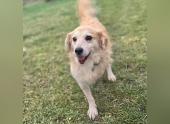 Wurstl - ist sehr zutraulich