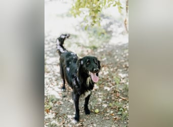 Batman - ist ein lebensfroher Hund