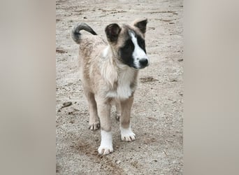 Taro - aus Sascut