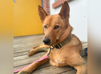 Raya - hat Potential zur Hundesportlerin