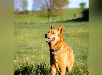 Raya - hat Potential zur Hundesportlerin