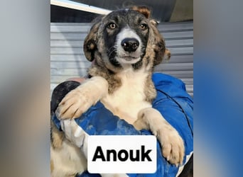 Anouk - aus Sascut