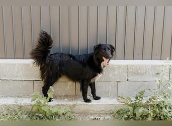 Batman - ist ein lebensfroher Hund